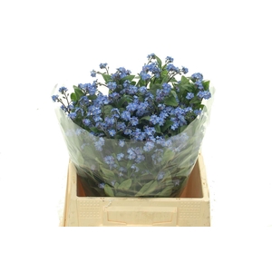 MYOSOTIS MYOS OV
