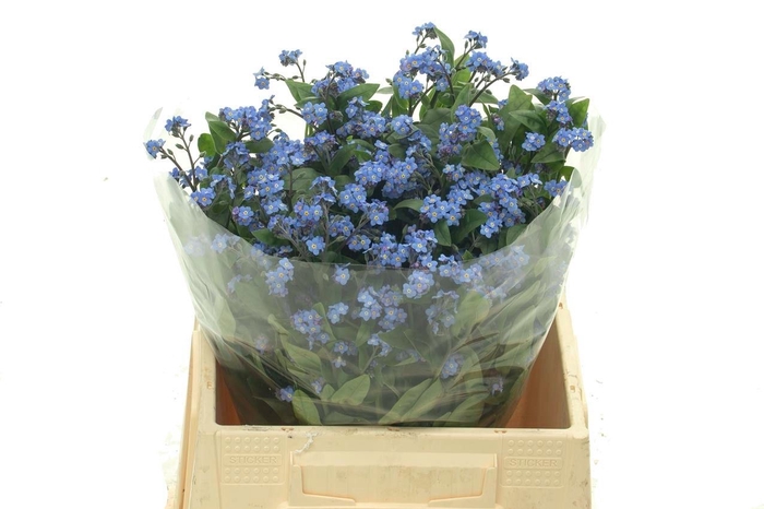 <h4>MYOSOTIS MYOS OV</h4>