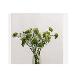 FLOR DE CENOURA