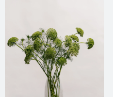 <h4>FLOR DE CENOURA</h4>