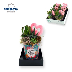 Concepts® - Happy Mothers day sinc Succulents