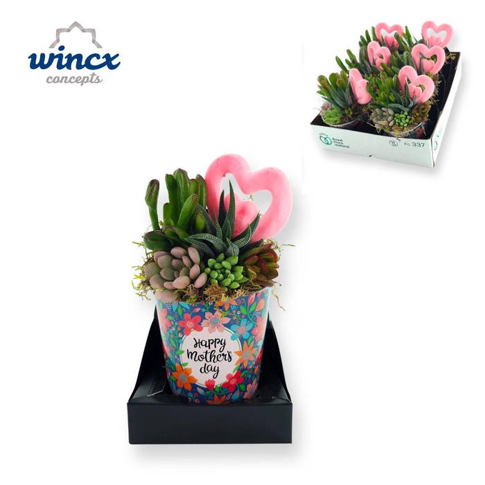 <h4>Concepts® - Happy Mothers day sinc Succulents</h4>