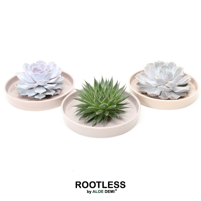 <h4>ROOTLESS Succulent, Springbok bowl</h4>