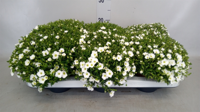 <h4>Arenaria montana</h4>
