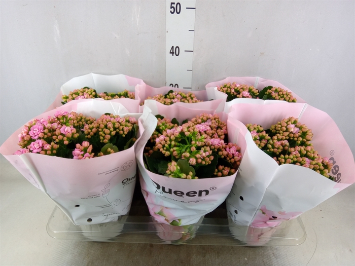 <h4>Kalanchoe  'MoreFlow Lillian'</h4>