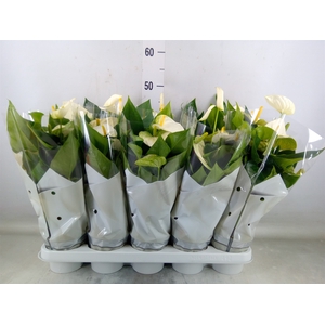 Anthurium andr. 'Cocos'