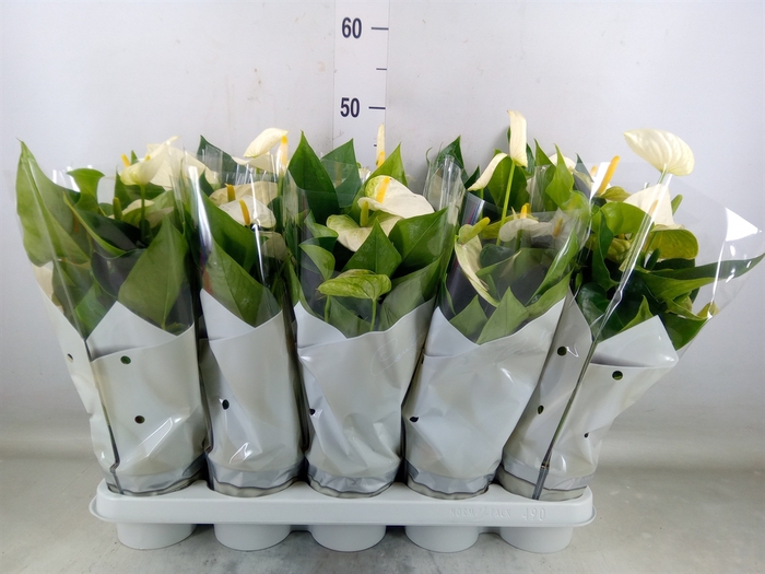 <h4>Anthurium andr. 'Cocos'</h4>