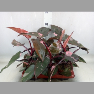 Philodendron   ...