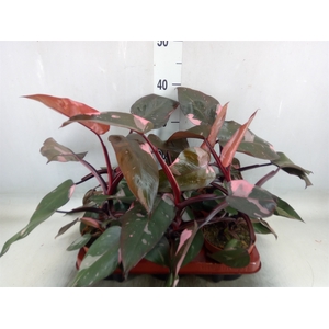 Philodendron   ...