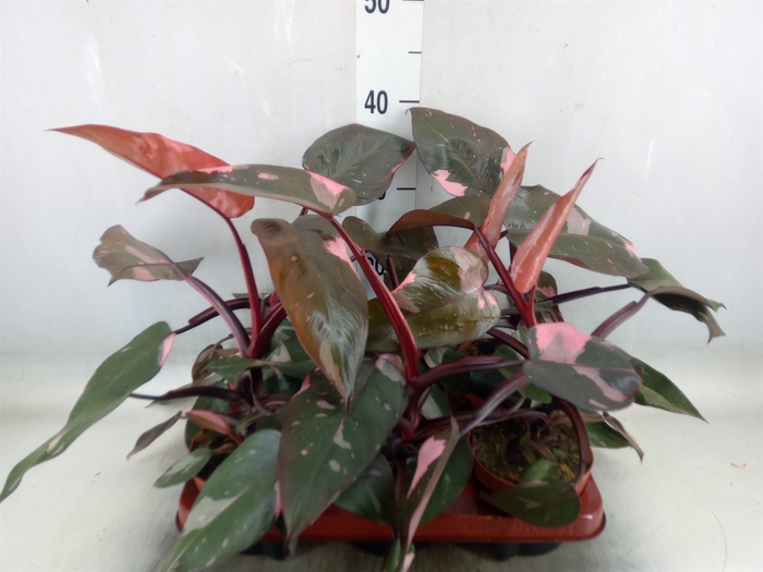 <h4>Philodendron   ...</h4>