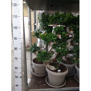 Ficus microcarpa 'Ginseng'