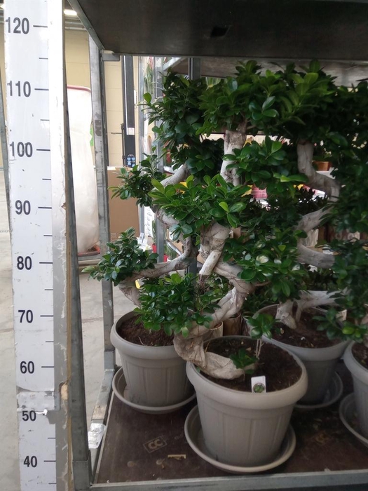 <h4>Ficus microcarpa 'Ginseng'</h4>