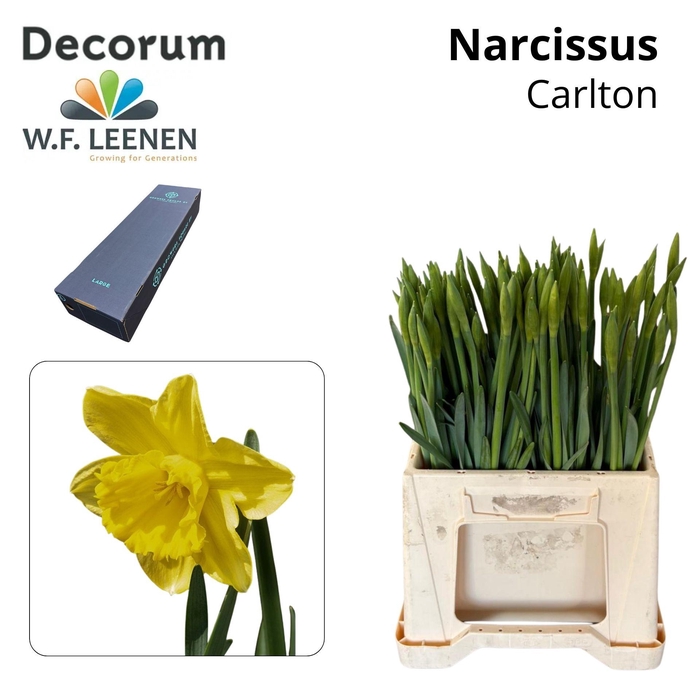 <h4>NARC G CARLTON Large Box 300</h4>