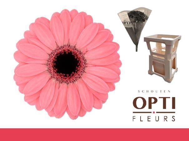 <h4>GERBERA MI 'JOLIE'</h4>