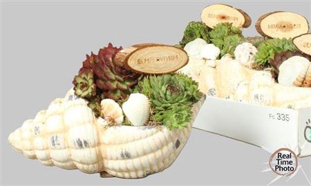 <h4>Arr Sempervivum In Schelp</h4>