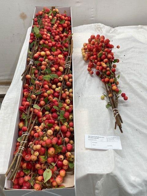 <h4>MALUS RED SENTINEL</h4>