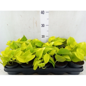 Epipremnum pinn. 'Golden Pothos'