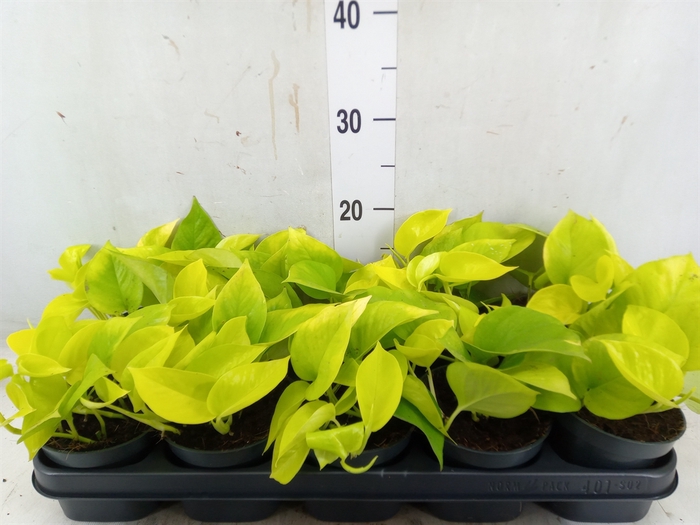 <h4>Epipremnum pinn. 'Golden Pothos'</h4>