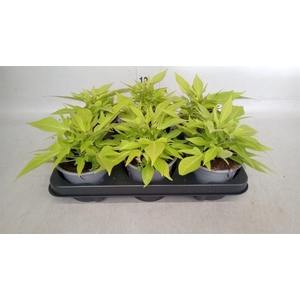 Ipomoea batatas 'Marguerita'