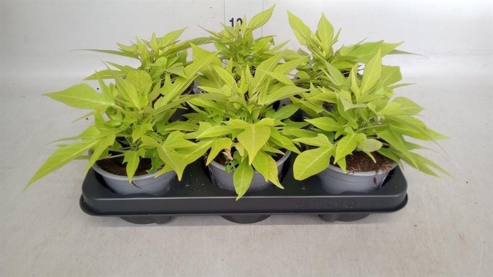 <h4>Ipomoea batatas 'Marguerita'</h4>