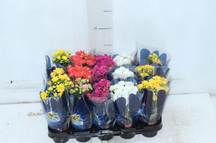 <h4>KAL. DOBRADO MINI P06</h4>