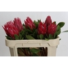 Protea Cynaroides Madiba