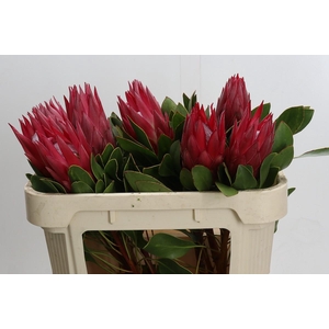 Protea Cynaroides Madiba