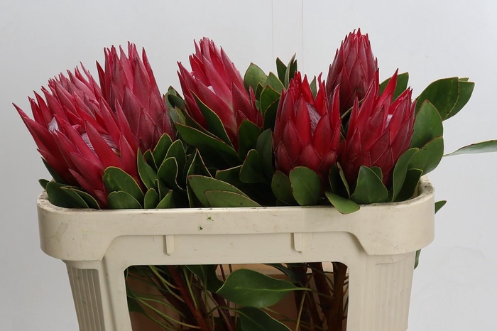 Protea Cynaroides Madiba