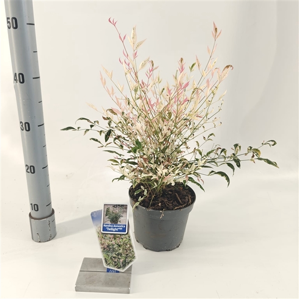 <h4>Nandina domestica 'Twilight'</h4>