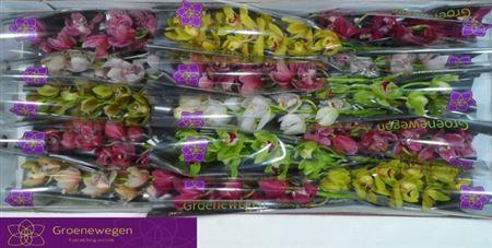 <h4>Cymb Mi Gem</h4>