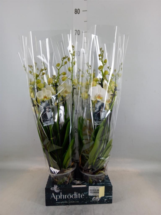 Phalaenopsis   ...white