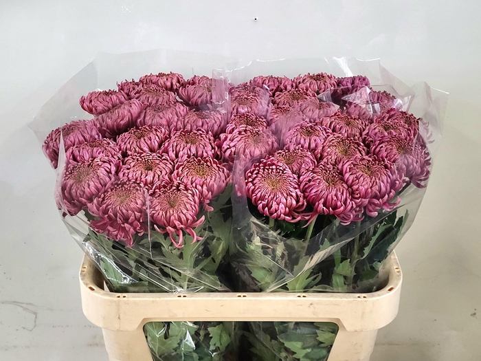 <h4>CHR G BISLET PINK</h4>