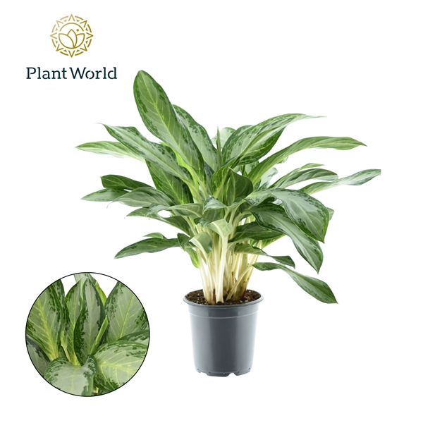<h4>Aglaonema Diamond Bay</h4>