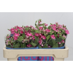 Oxypetalum Bridal Diana