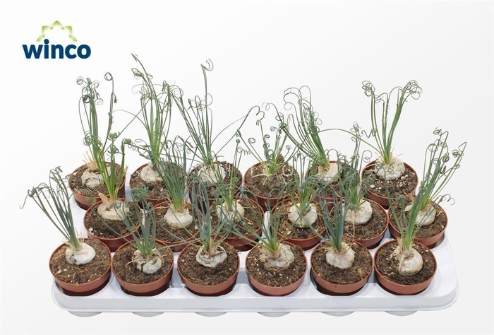 Albuca Spiralis (caudex)