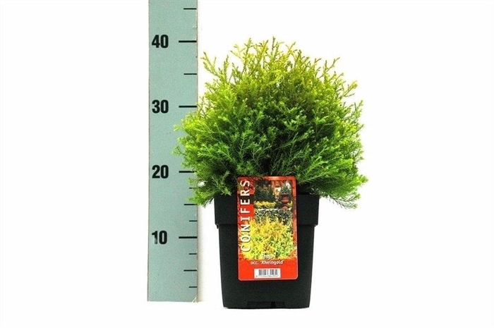 Thuja occ. 'Rheingold' P17