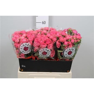 R Tr Gra Trendsetter