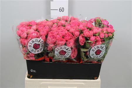 <h4>R Tr Gra Trendsetter</h4>