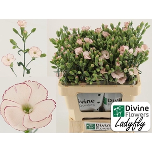 DI TE SOLAND LADYFLY