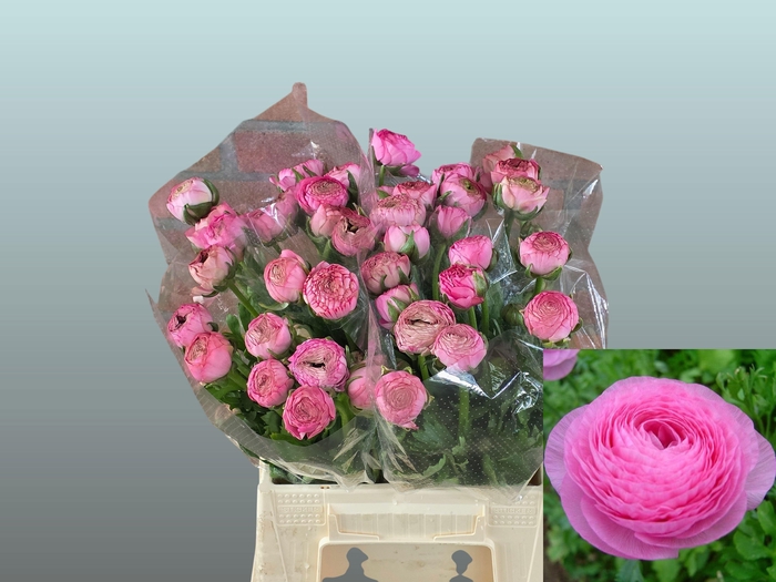 <h4>RAN AAZUR ROSE</h4>