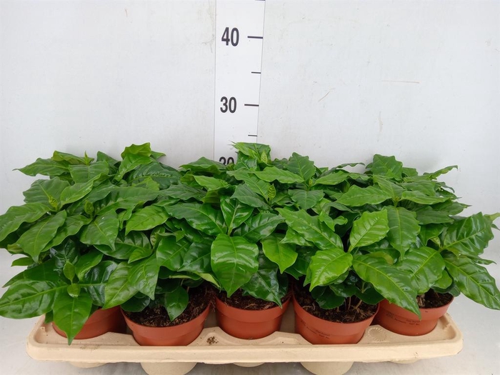 <h4>Coffea arabica</h4>