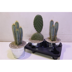 Cactus Gem In Zinken Pot