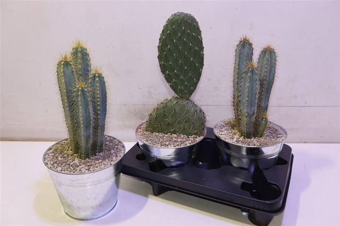 <h4>Cactus Gem In Zinken Pot</h4>