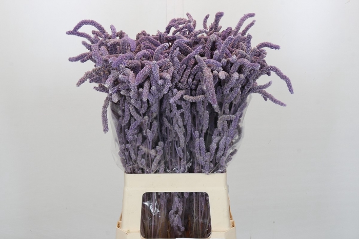 <h4>Amaranthus Yearming Desert Milka</h4>