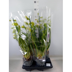 Cymbidium   ...