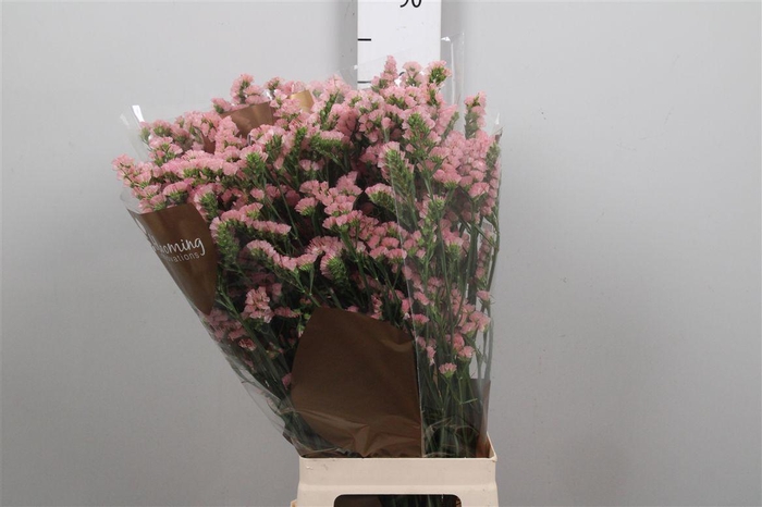 <h4>Lim S Emma Peach+</h4>