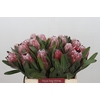 Protea Pink Ice