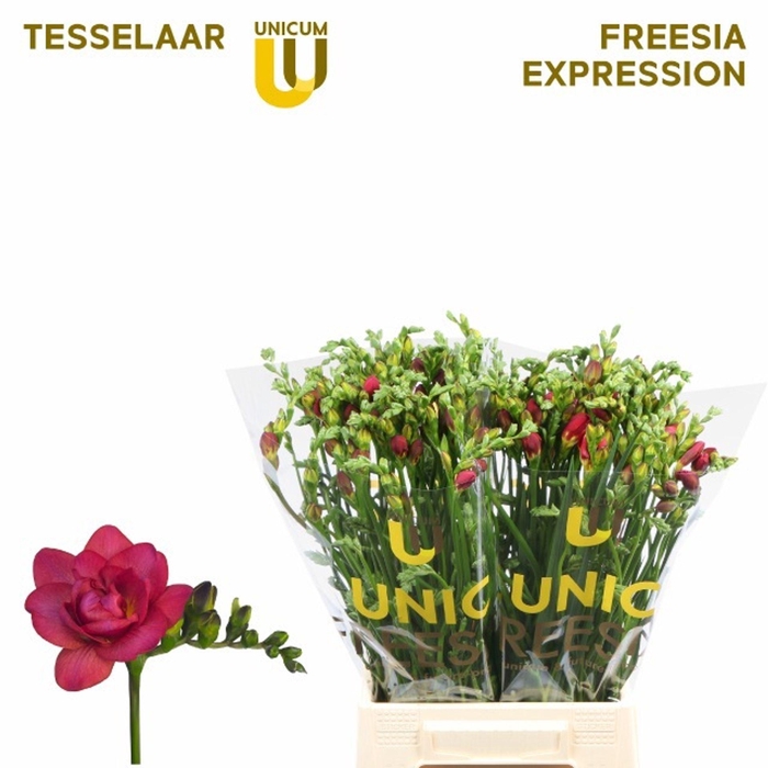 <h4>Freesia du Expression</h4>