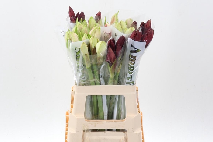 <h4>Hipp Gem X30</h4>