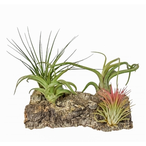 Tillandsia Kurkhout large